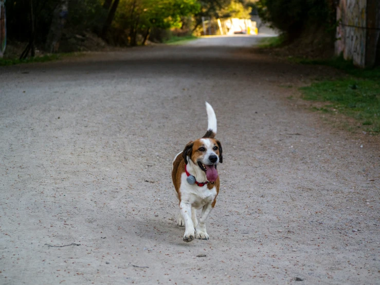 a brown and white dog walking along a dirt road
