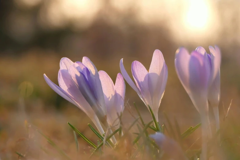 four purple flowers on the side of a hill in a field