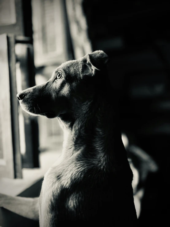 a dog that is looking out the window