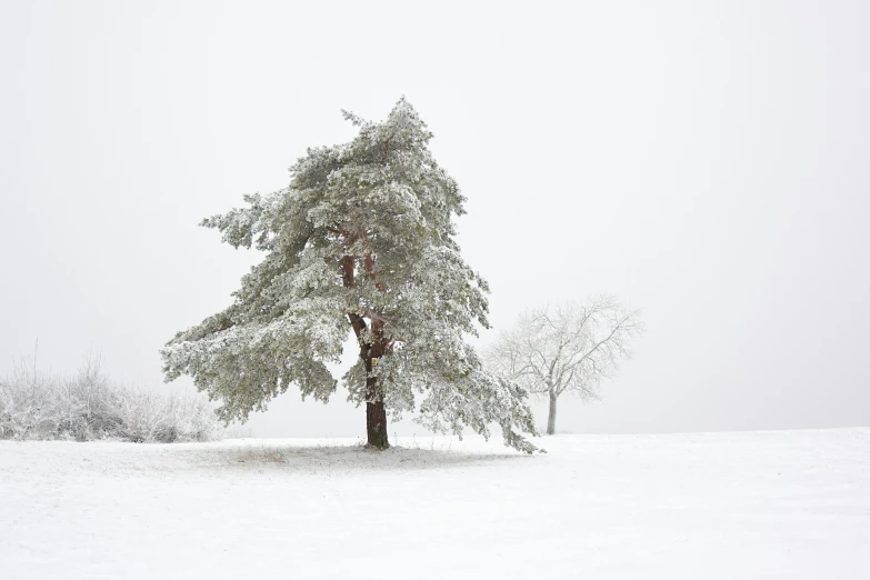 a lone tree in the middle of a snowy field