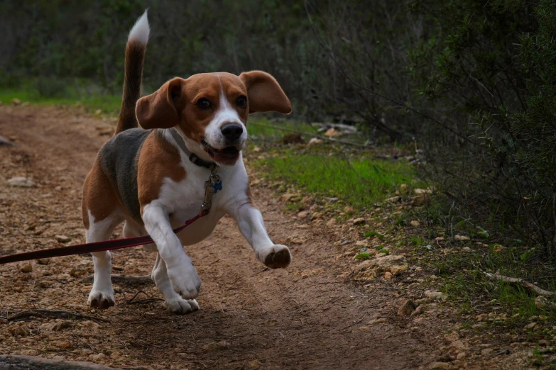 a puppy running down a dirt path with a leash