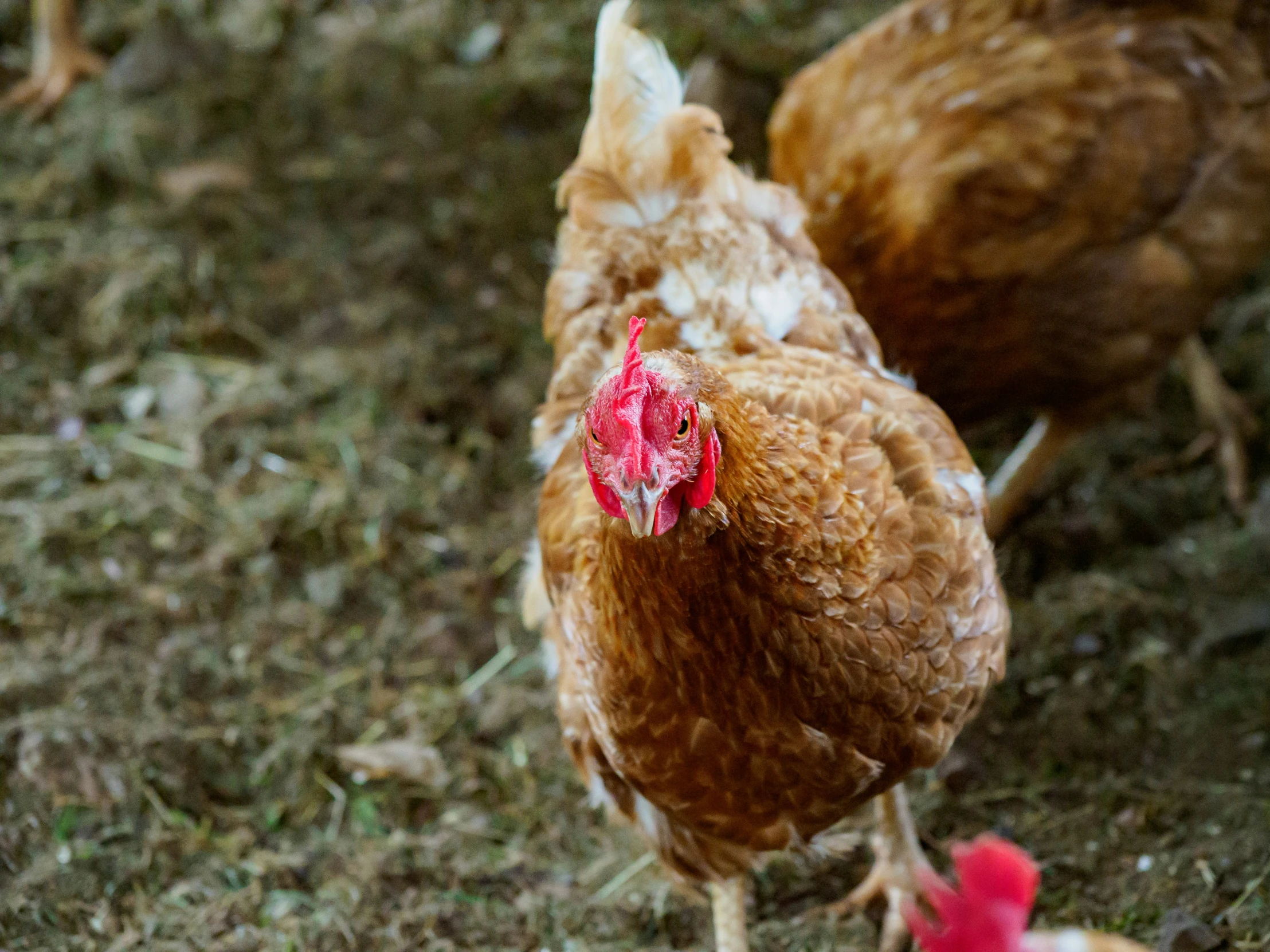 a brown hen with a red beak is walking through the yard