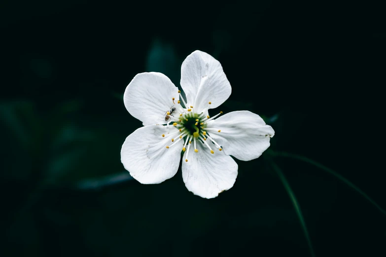 an almost white flower on a black background