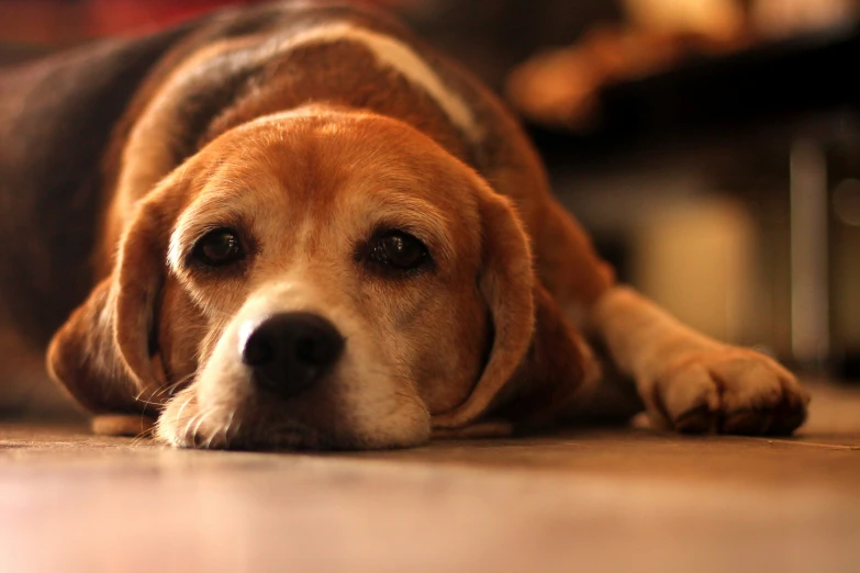 a cute puppy laying down looking up