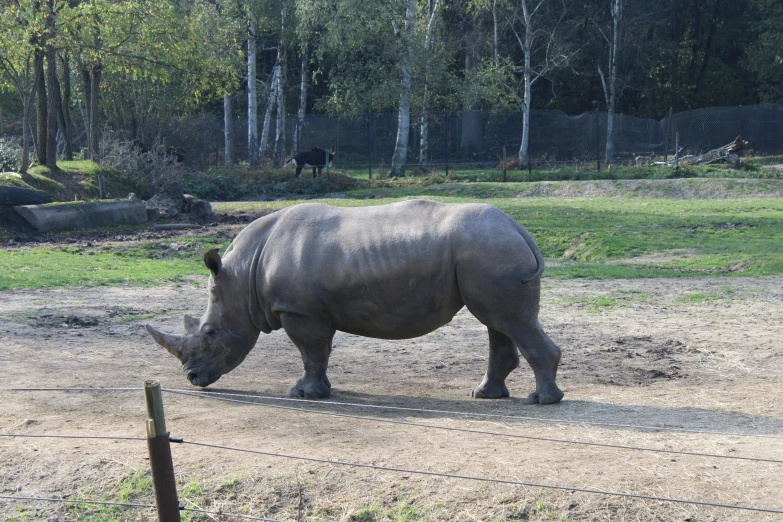 a rhino standing inside of an enclosure next to trees