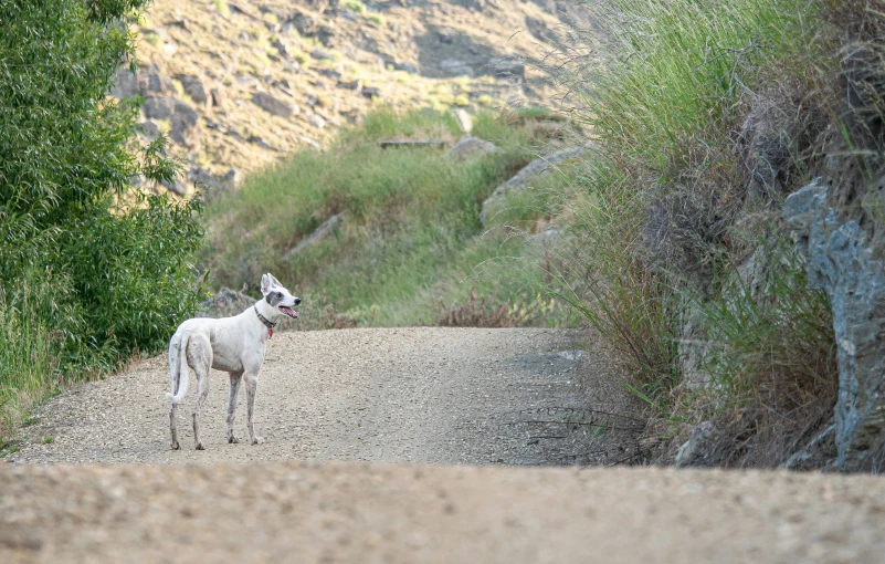 a white sheep standing on a gravel road next to lush green trees