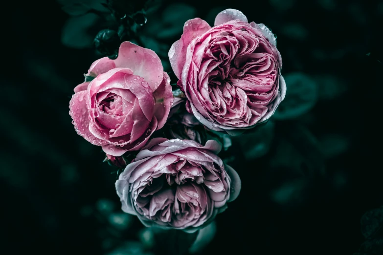 three pink roses are blooming in the dark