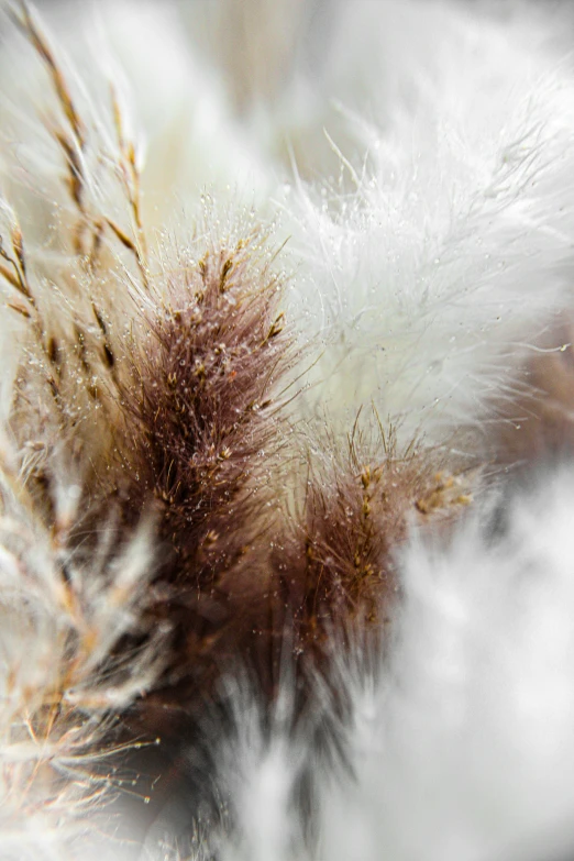 a feather is seen from the side on the top of a glass