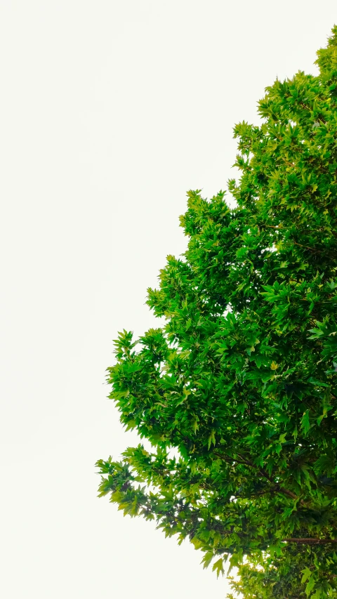 a street sign sits in front of a tree