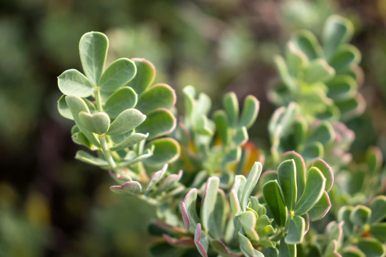 close up image of the foliage of a plant