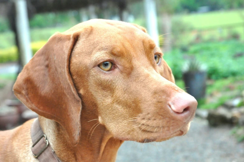 a large brown dog in collar looking up