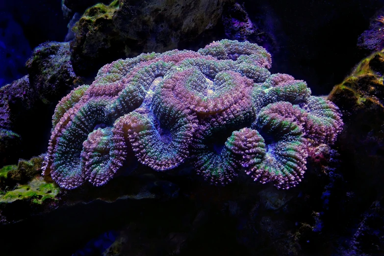 a purple coral in the middle of a coral reef