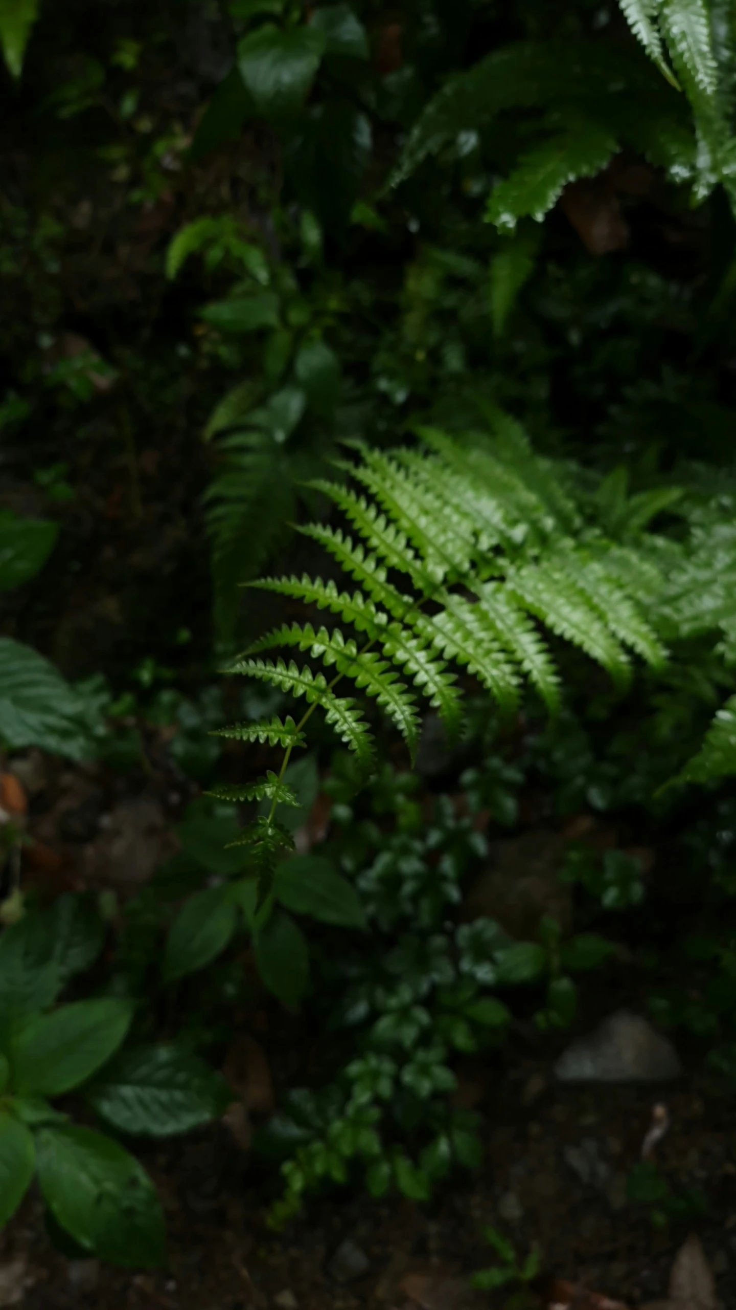 some green plants growing in the dirt and grass