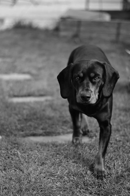 black dog with its nose out walking on grass