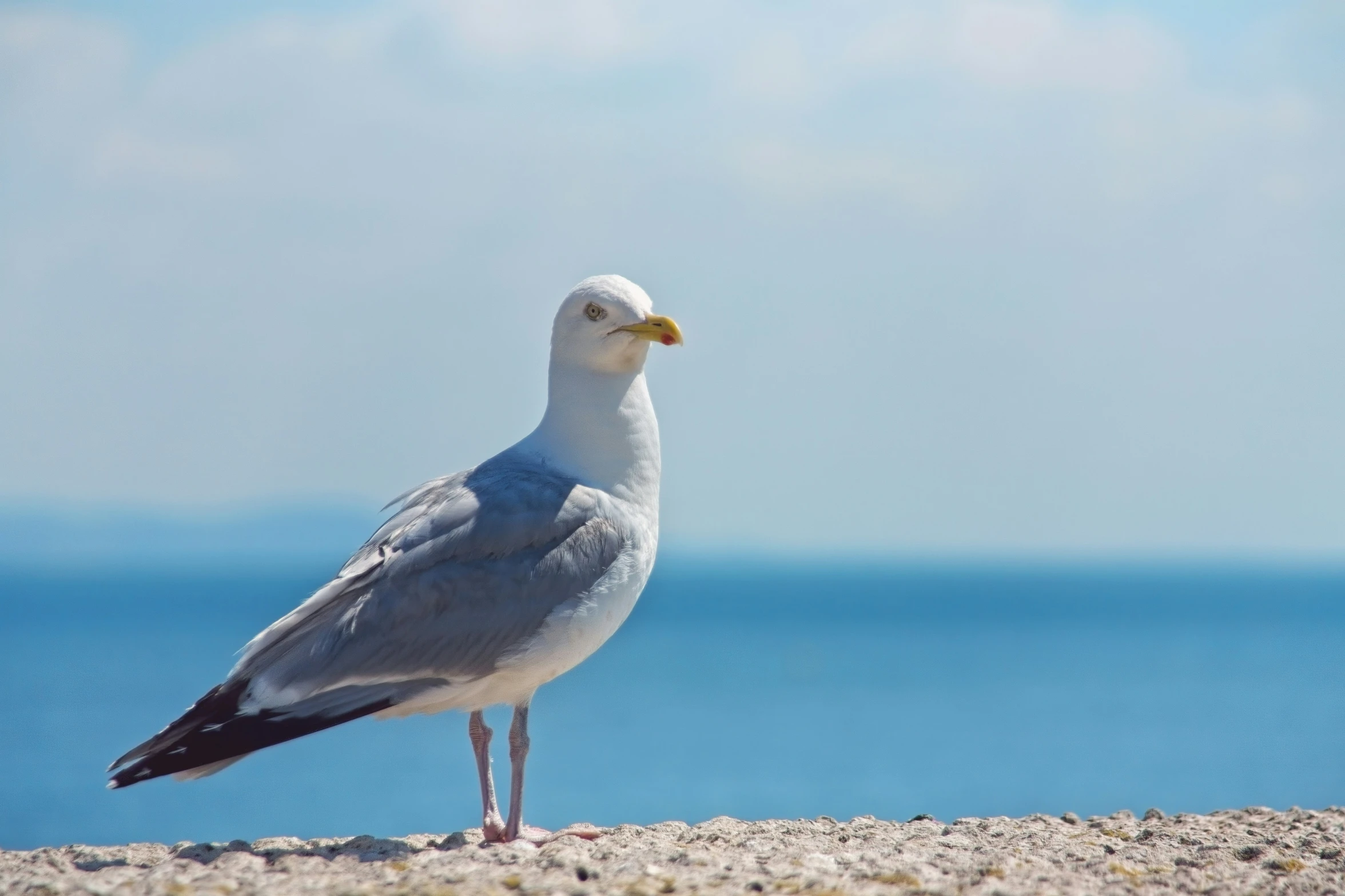 the bird is standing on the sand by the ocean