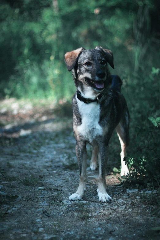 a cute dog is standing on the dirt road