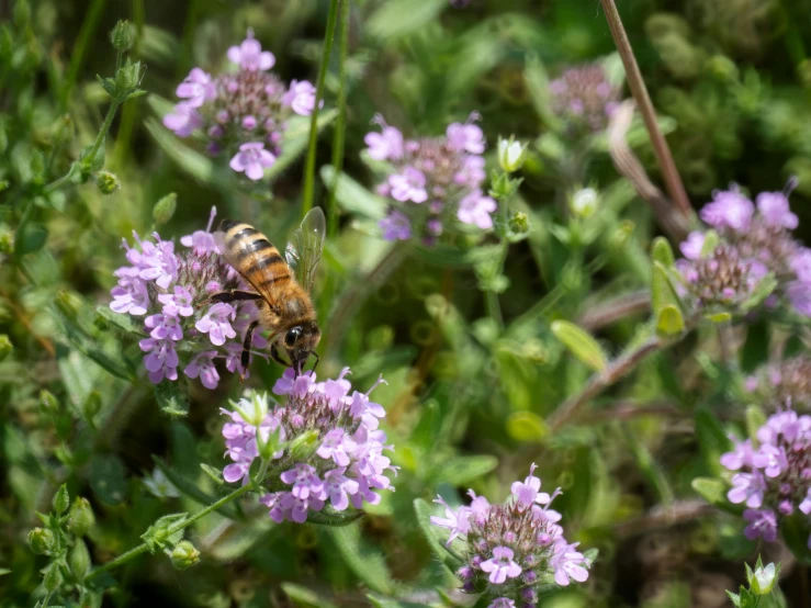 a bee in the middle of some purple flowers