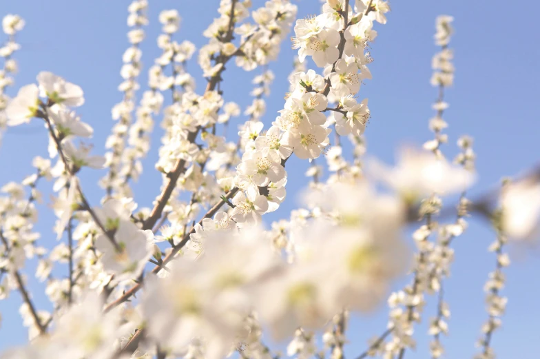 white flowers on a tree nch against the blue sky