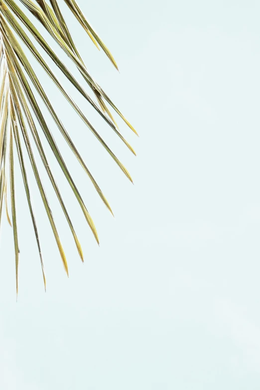 the top part of a palm tree, against a pale blue sky