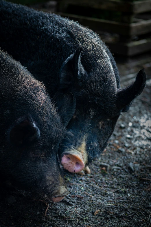 two black boars one is laying down and the other is eating