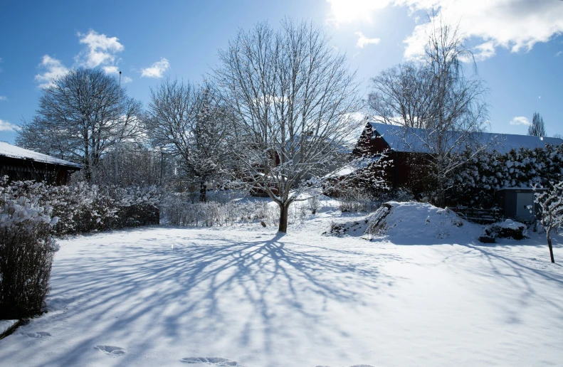 the sky above a very snowy yard with several trees