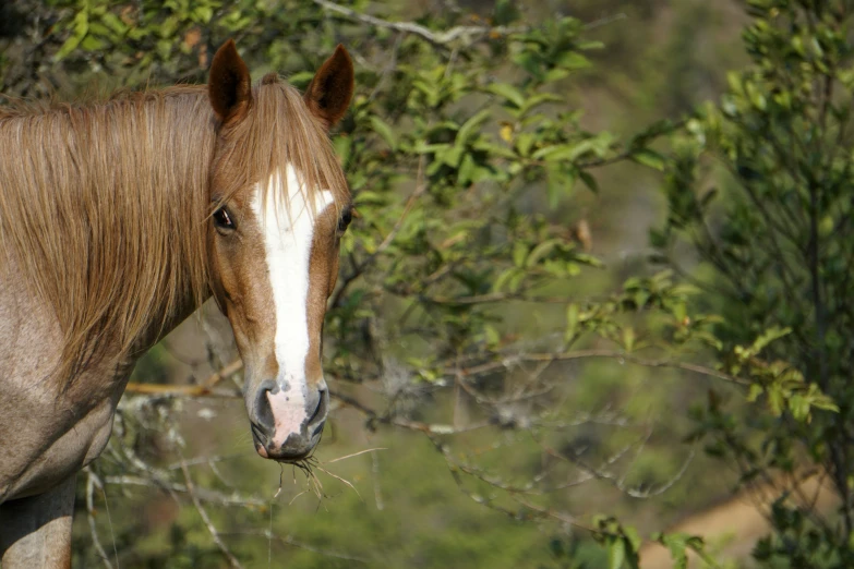 a brown and white horse in the middle of a field