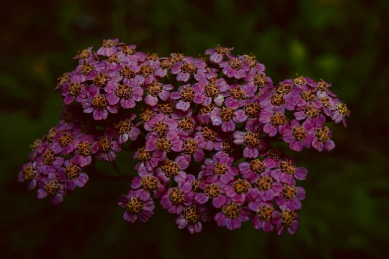 this flower seems to be tiny with the smaller flowers in the back