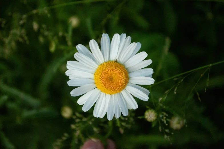 a small daisy is standing up in the grass