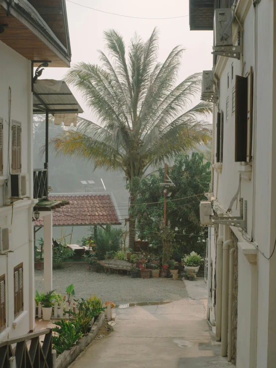 the road in the street has flowers and trees