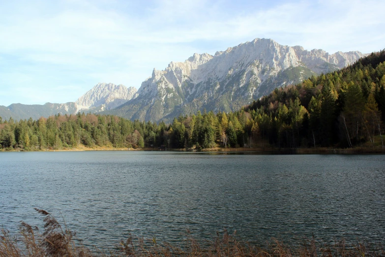 there are a lot of trees on the side of a body of water