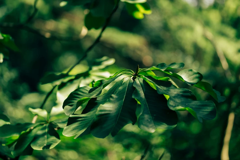 green leaves in the sunlight on a tree