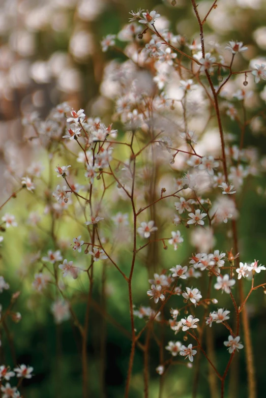 a bush of white flowers with small pink leaves