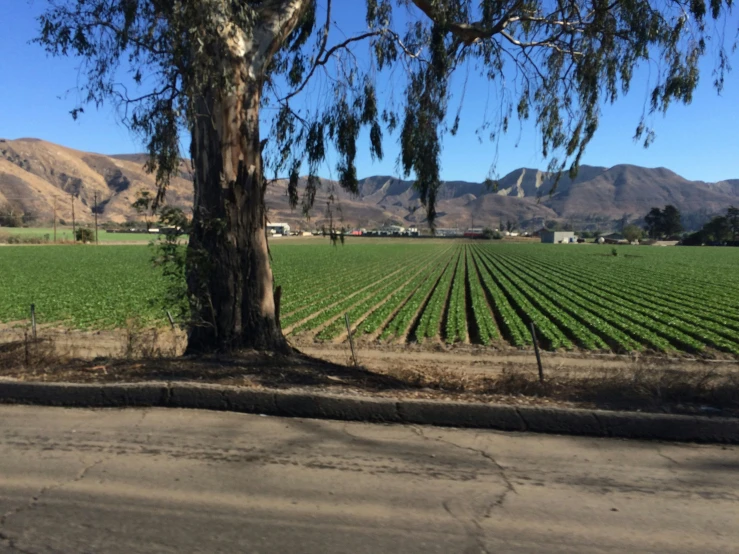 a view of a green field with mountains in the distance