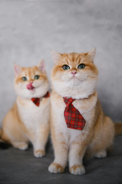 two cats wearing a tie sitting next to each other