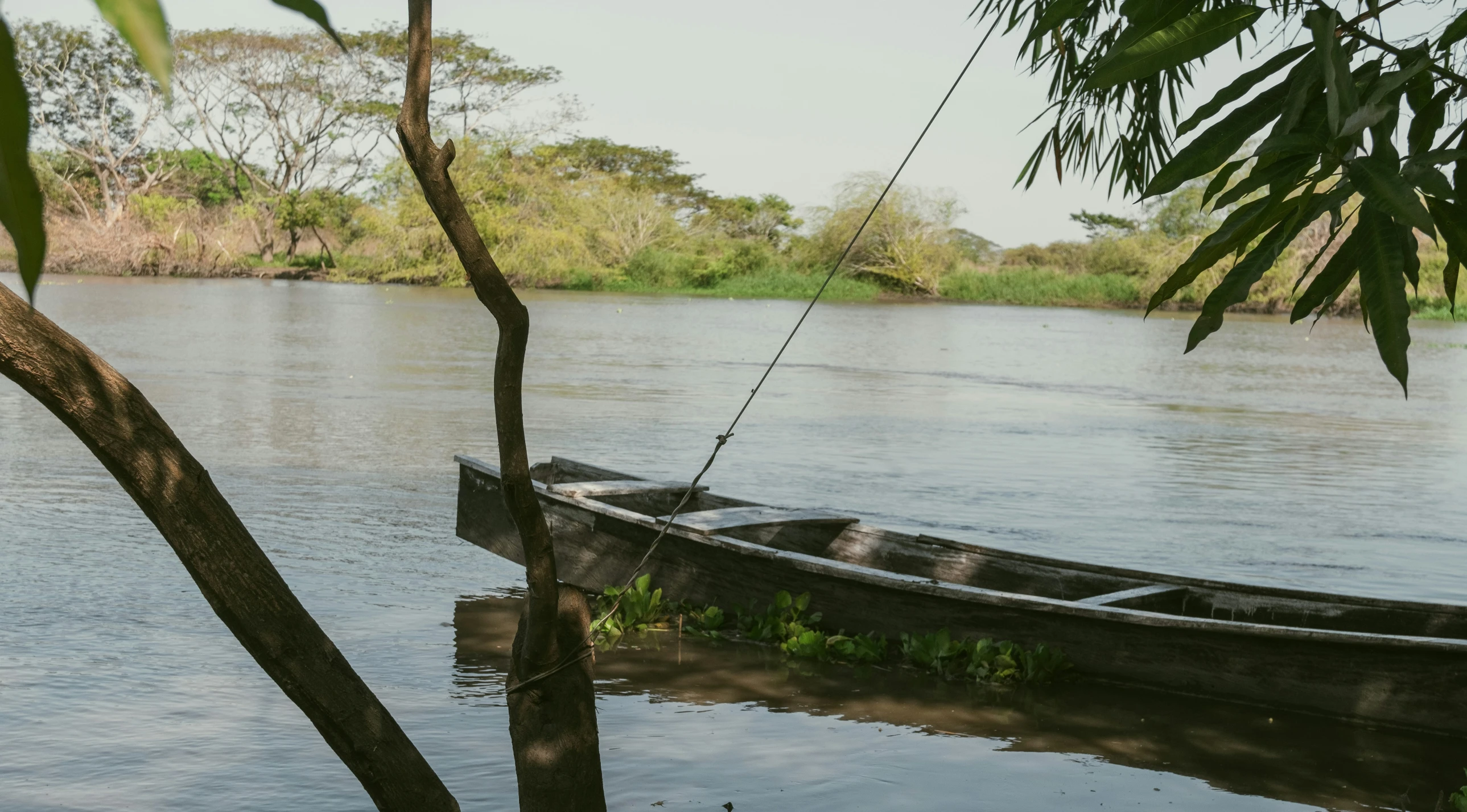 a boat tied to a tree in the middle of a river