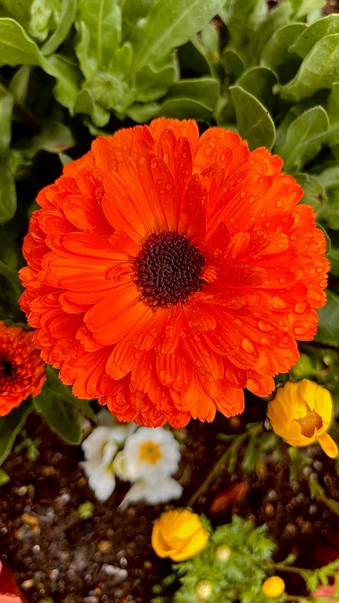 an orange flower that is blooming in the dirt