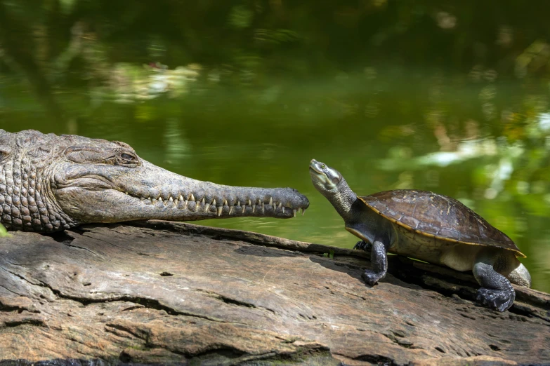 two turtle are touching noses with an alligator