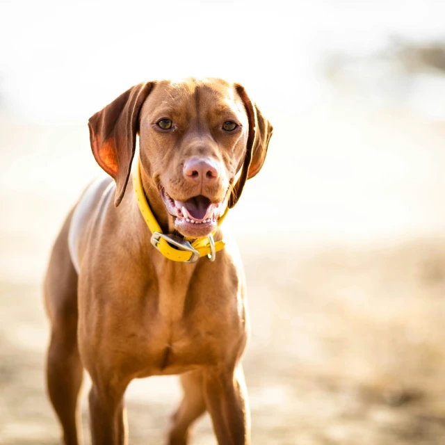 a large brown dog with yellow collar smiling