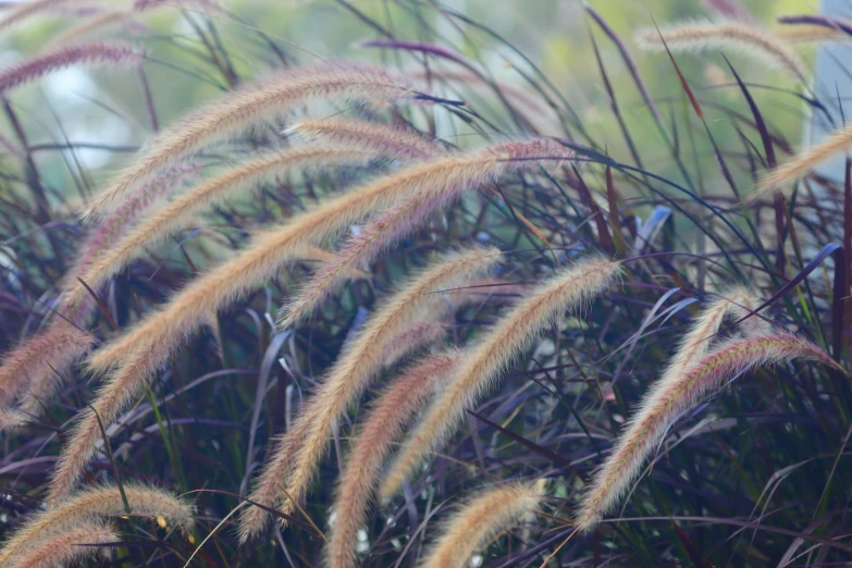 a bunch of tall brown grass with green leaves