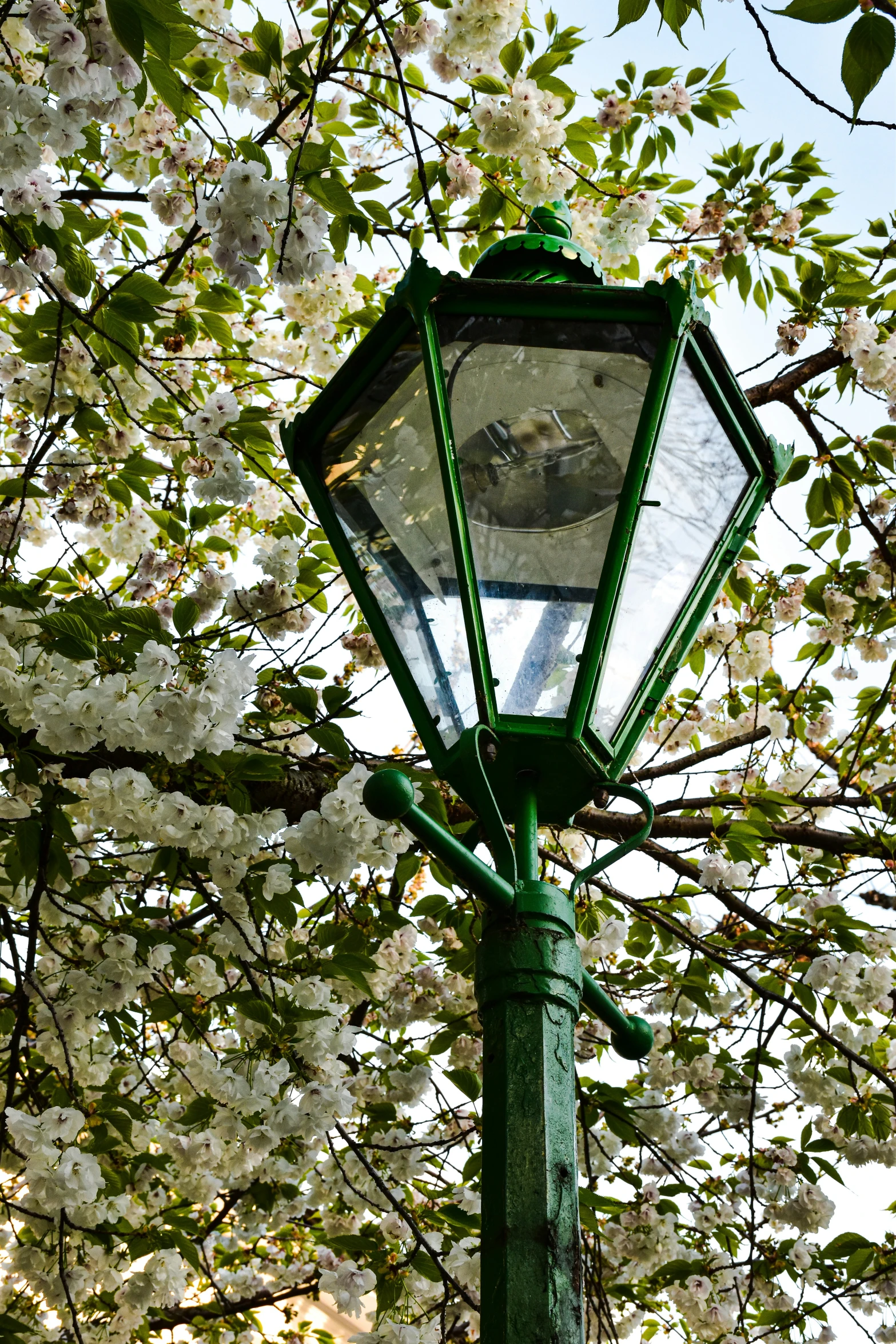 an image of a light pole and tree blossom