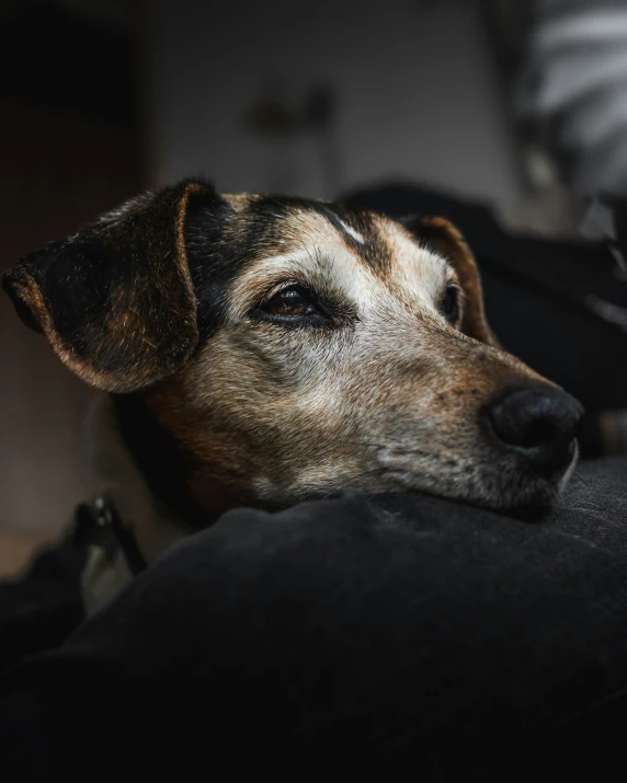 a small dog rests its head on the pillow