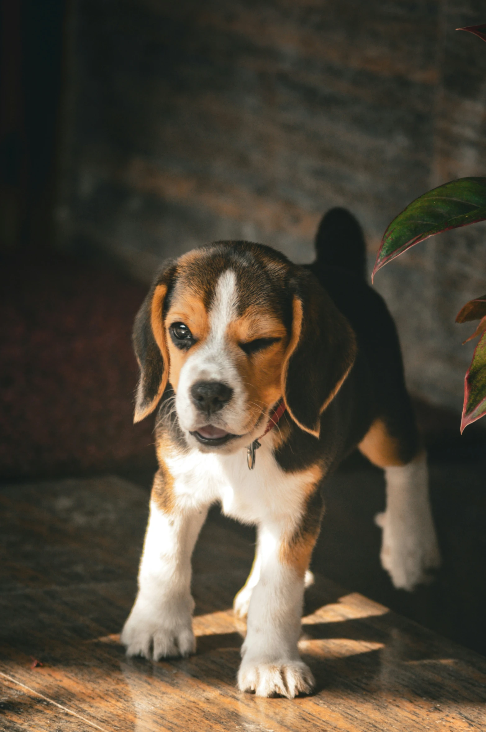 a brown and white dog standing on a wooden floor