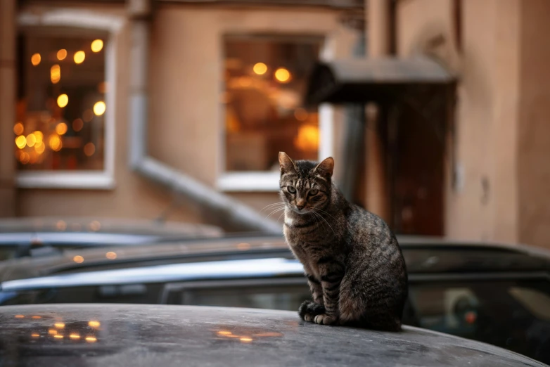 a cat sitting on the top of a car in front of some building