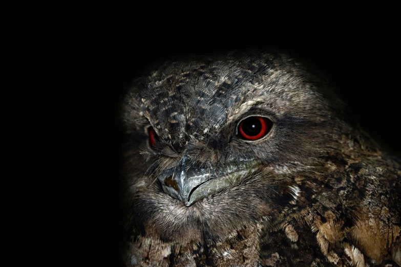 an owl with red eyes looking down at the camera