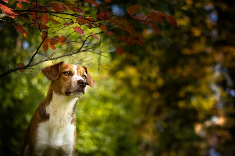 a brown and white dog standing in front of a tree