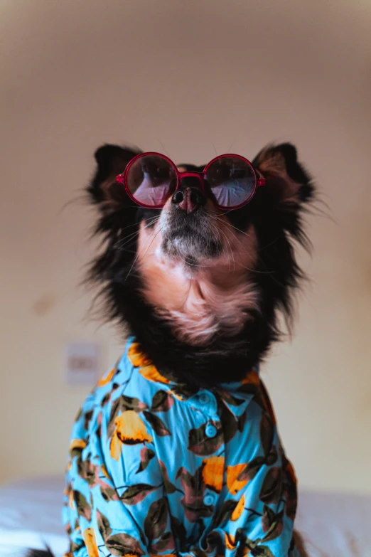 a small dog is wearing sunglasses and a dress