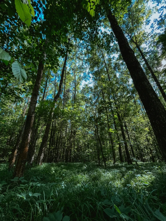 green trees and tall green grass in a forest