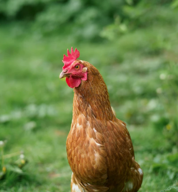 an angry rooster looking at the camera