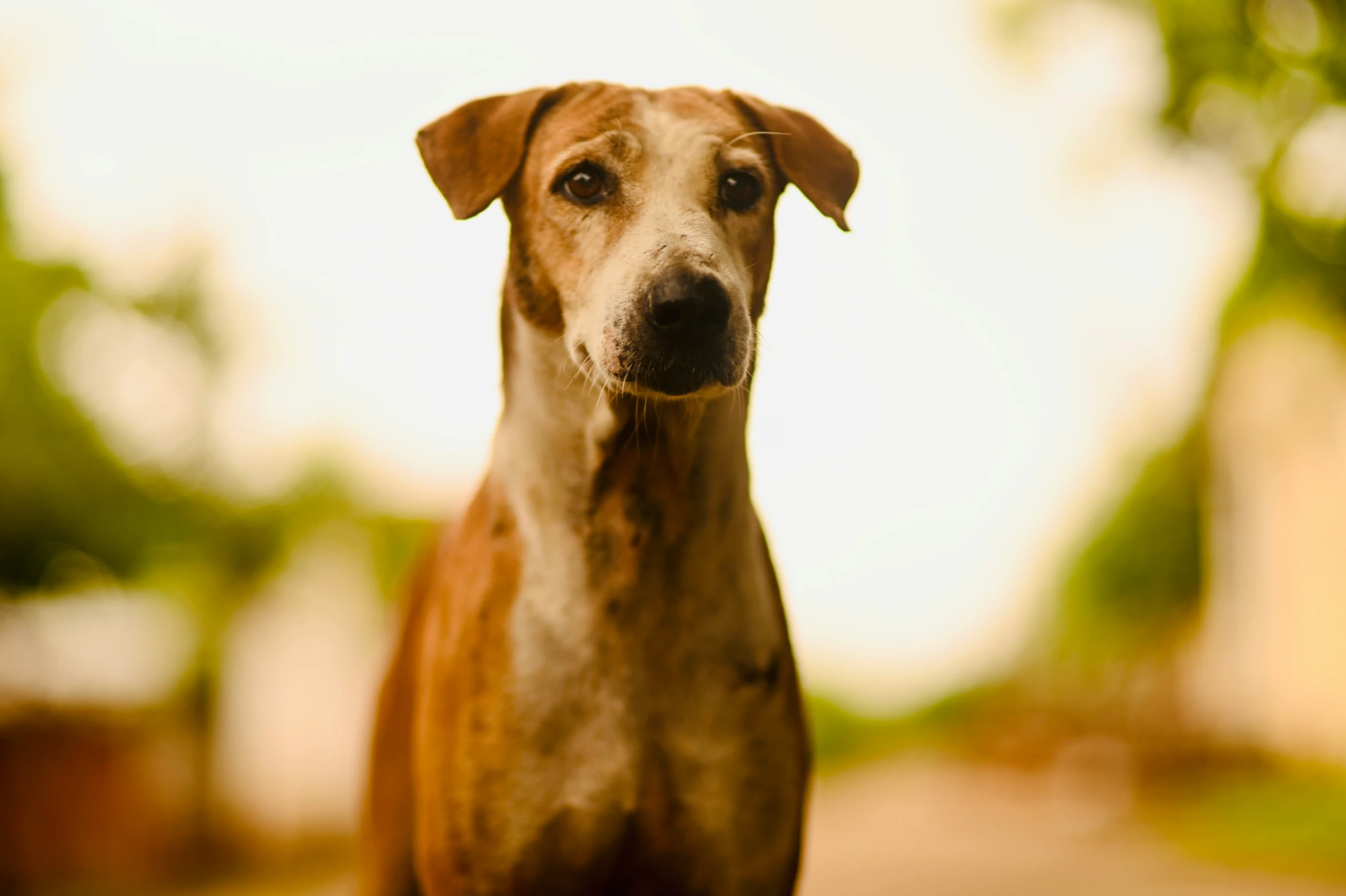 a dog is standing outside and looking at the camera