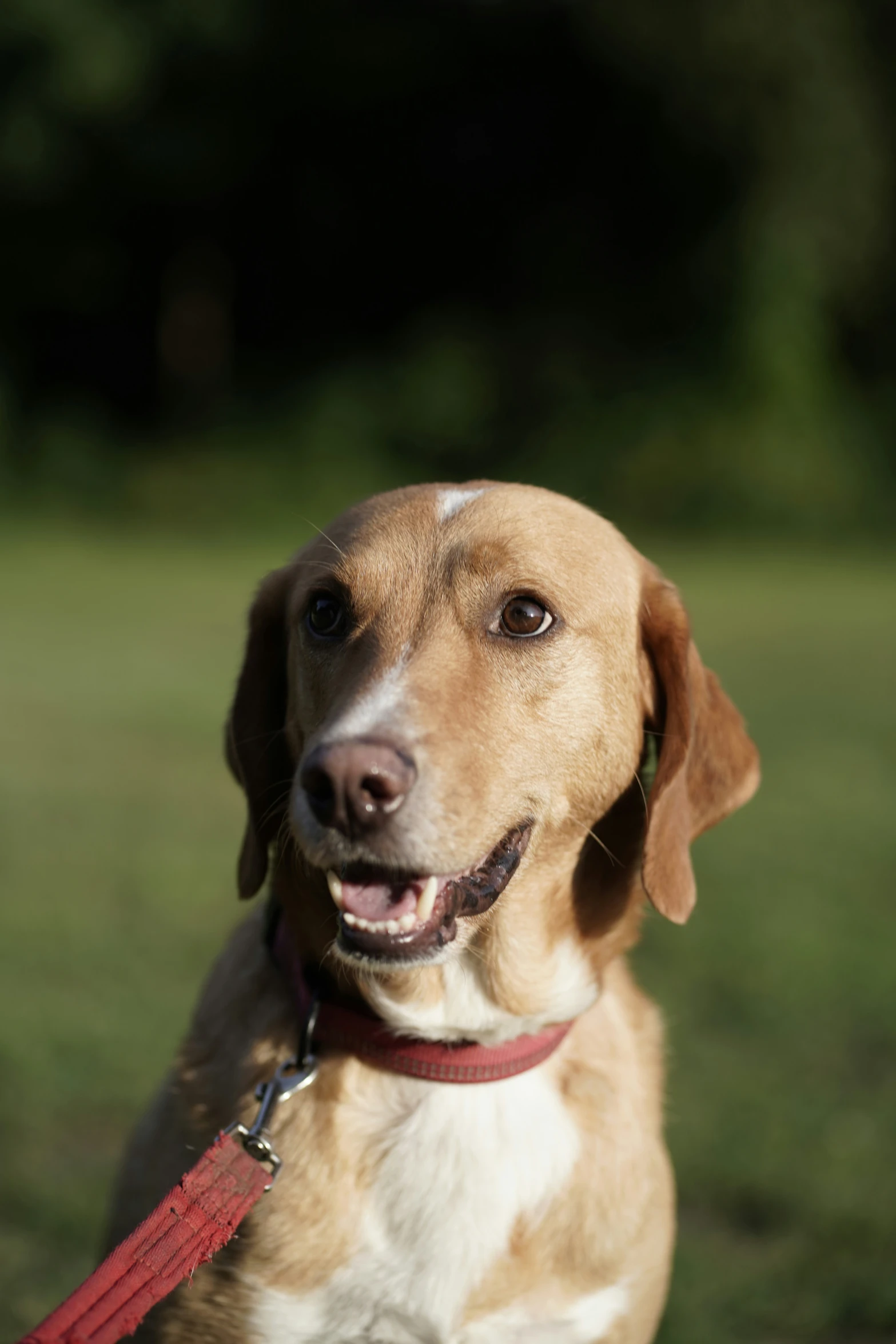 a dog that is looking up while standing in the grass